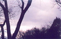 image of altostratus clouds with Trees